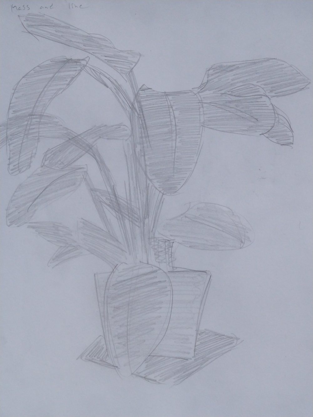 A black and white mass and line gesture drawing of a houseplant on a table.
