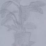 A black and white mass and line gesture drawing of a houseplant on a table.