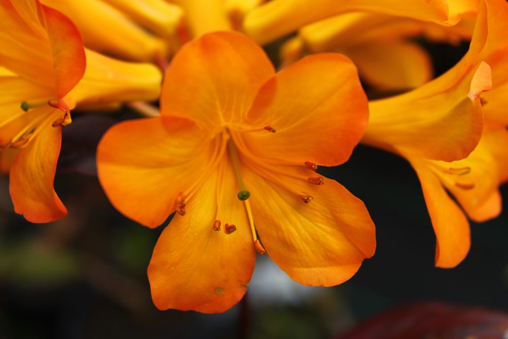 An orange flower bloom, up-close shot.