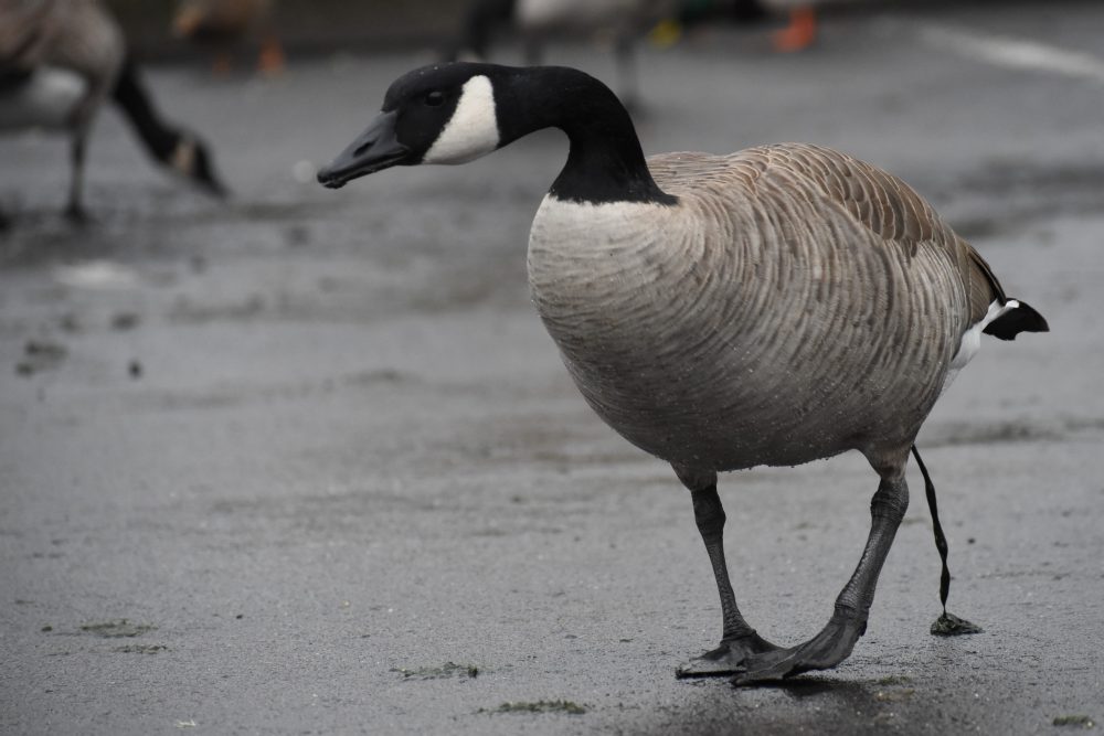 A photo of a Canada Goose pooping while standing in a parking lot on the edge of a wetland.