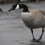 A photo of a Canada Goose pooping while standing in a parking lot on the edge of a wetland.