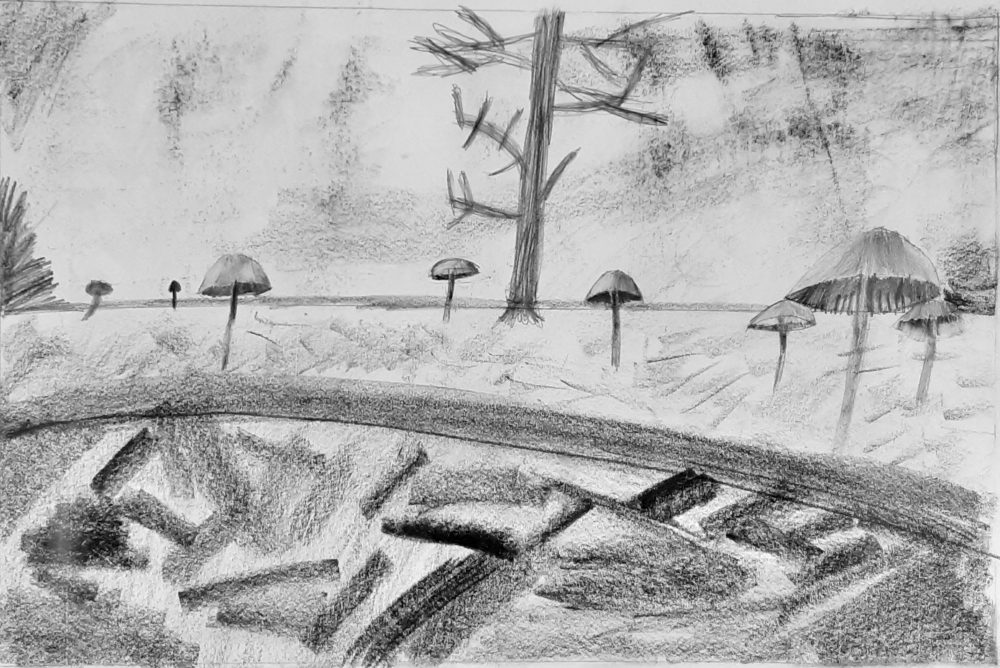 A graphite drawing depicting a ground laid with bark. Mushrooms are sprouting from the ground, and a couple of trees can be seen in the distance. The mushrooms appear larger than normal.