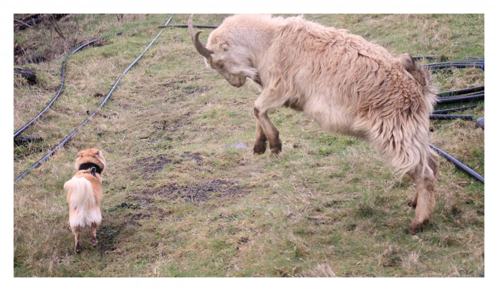 This is a photo of my goat rearing because of my dog and the colors consist of pale yellow and green.