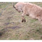 This is a photo of my goat rearing because of my dog and the colors consist of pale yellow and green.