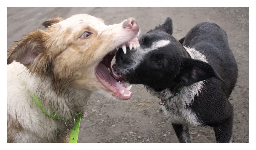 This is a photo of two puppies playing, the red dog has the black dog in his mouth.