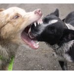 This is a photo of two puppies playing, the red dog has the black dog in his mouth.