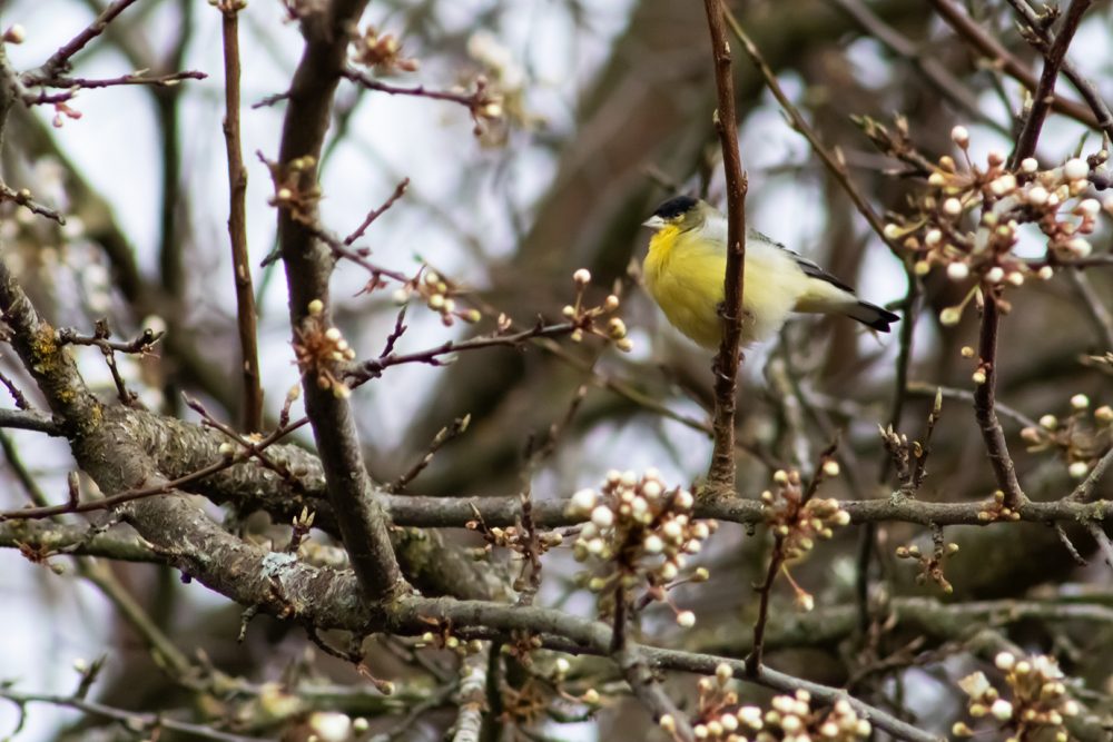Photograph of a yellow and black bird resting in a tree