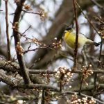 Photograph of a yellow and black bird resting in a tree