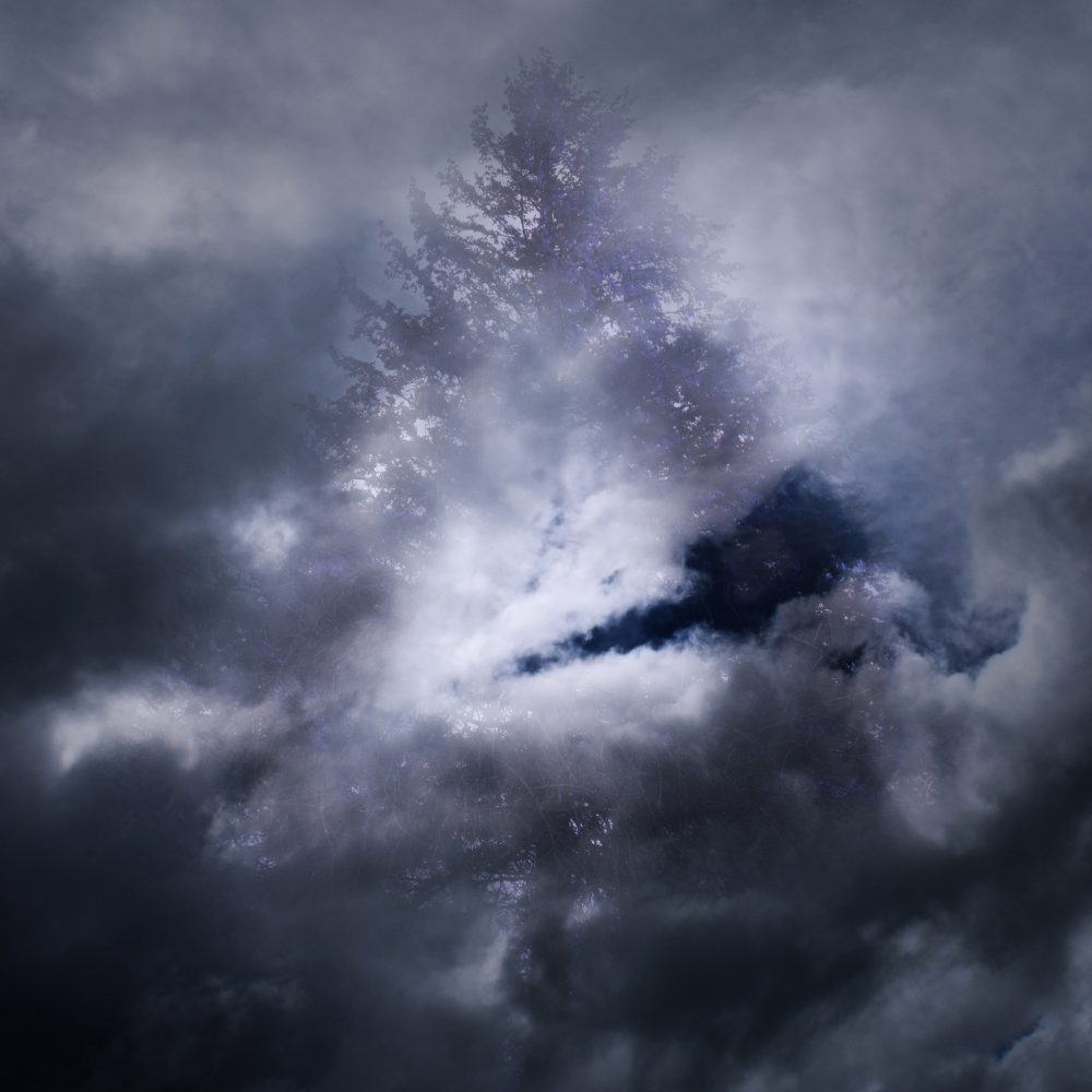 A tree concealed by the night sky.