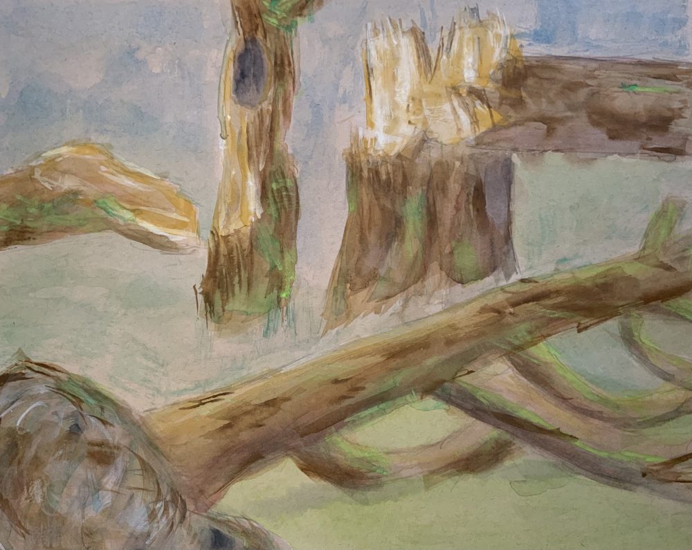 A series of broken trees.