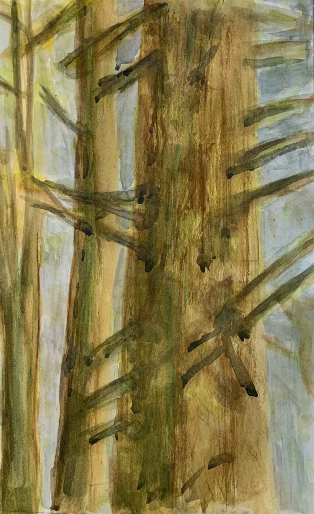 Trees in the forest.