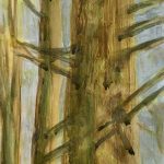 Trees in the forest.