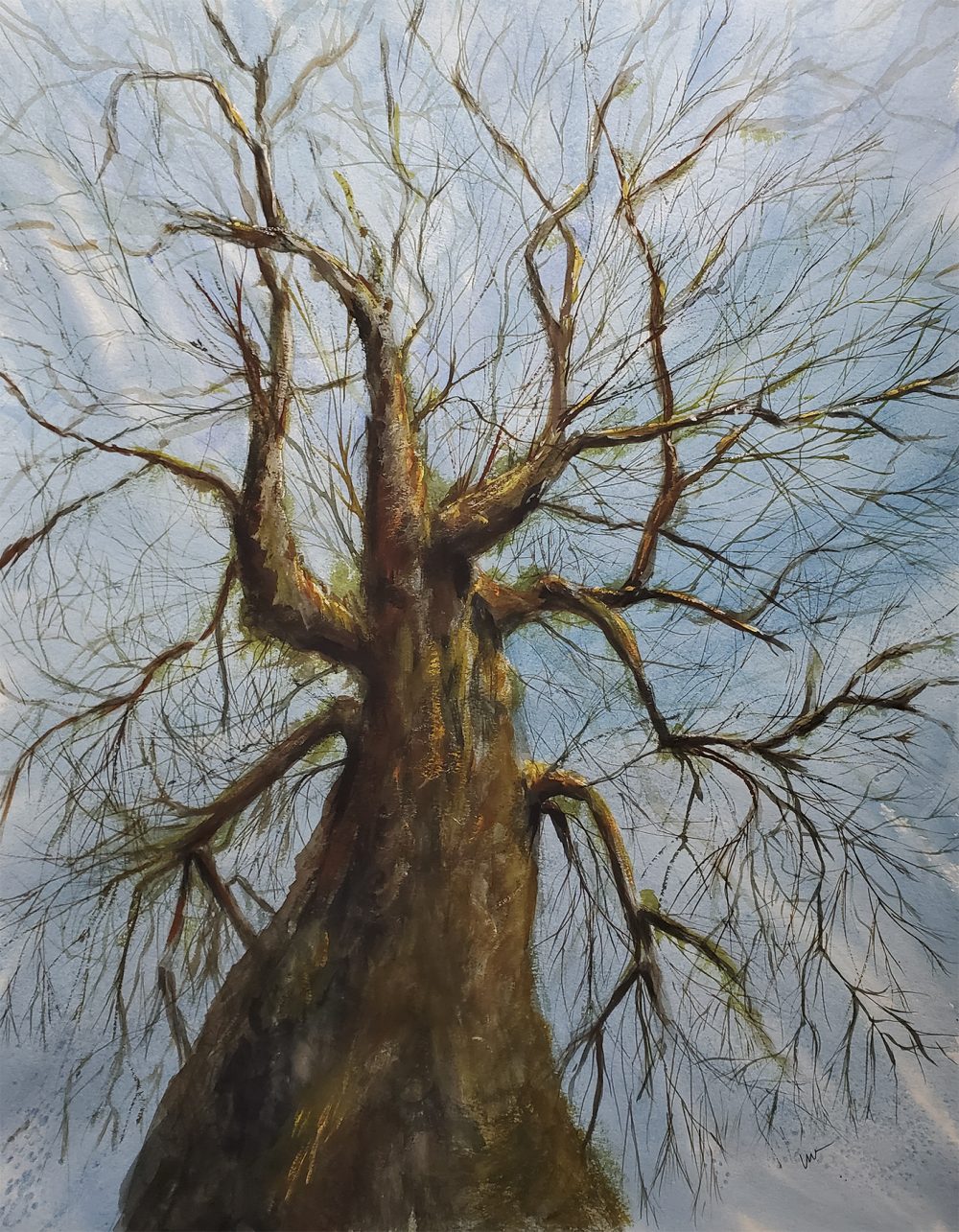 A winter scene looking up from the base of a gnarly deciduous tree against a cloudy blue sky.