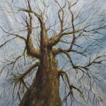 A winter scene looking up from the base of a gnarly deciduous tree against a cloudy blue sky.