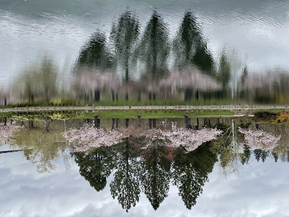 A photo of cherry blossom trees, in bloom, reflecting on water.