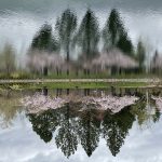A photo of cherry blossom trees, in bloom, reflecting on water.