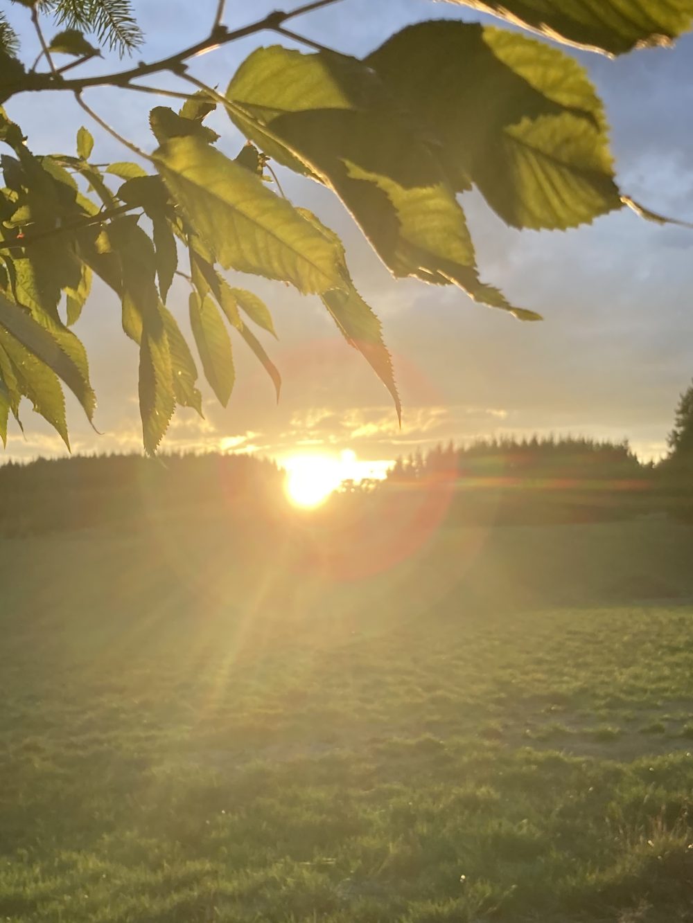 A field with a tree leaf and sunlight.