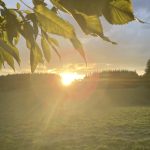 A field with a tree leaf and sunlight.