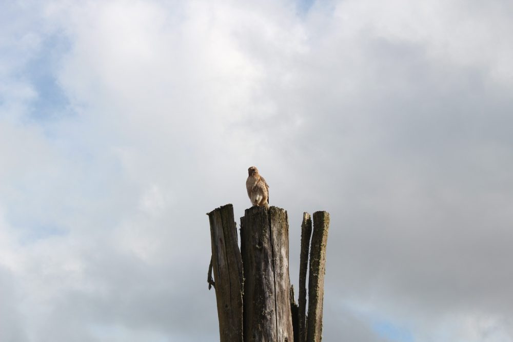 Photograph of a cloudy sky with bird in foreground.