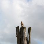 Photograph of a cloudy sky with bird in foreground.
