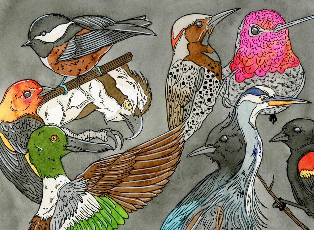 A ink and watercolor painting of a Ruby-throated Hummingbird, Northern Flicker Woodpecker, Great Blue Heron, Northern Shoveler Duck, Osprey, Chestnut-backed Chickadee, Stellar's Jay, Red-winged Blackbird, and a House Finch against a gray background.
