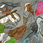 A ink and watercolor painting of a Ruby-throated Hummingbird, Northern Flicker Woodpecker, Great Blue Heron, Northern Shoveler Duck, Osprey, Chestnut-backed Chickadee, Stellar's Jay, Red-winged Blackbird, and a House Finch against a gray background.