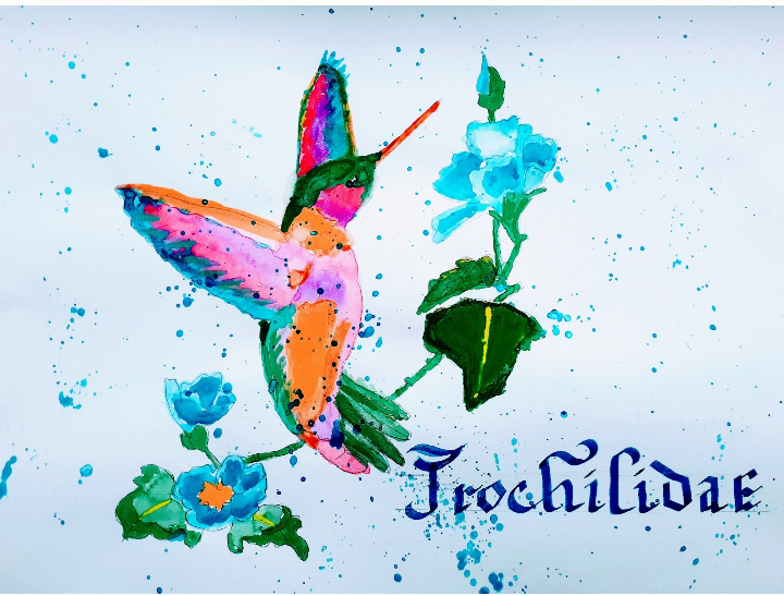 Painting of a hummingbird with the word "trochilidae" written below.