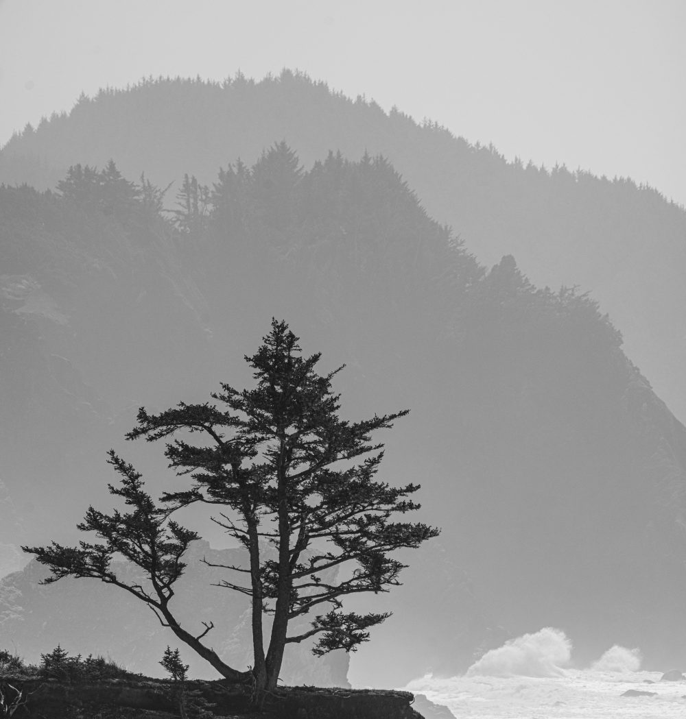 Ocean scene of a lone tree against the backdrop of the layering haze, and the repeated patterns in repeated tones.