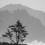 Ocean scene of a lone tree against the backdrop of the layering haze, and the repeated patterns in repeated tones.