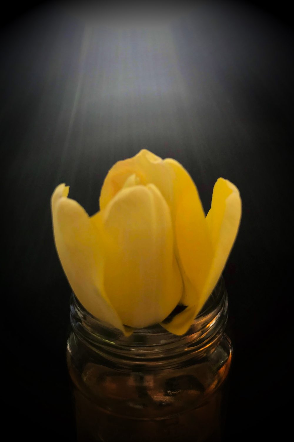 A tulip opening up to the bright sunlight entering into to the black dark environment of the tulip.