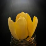 A tulip opening up to the bright sunlight entering into to the black dark environment of the tulip.