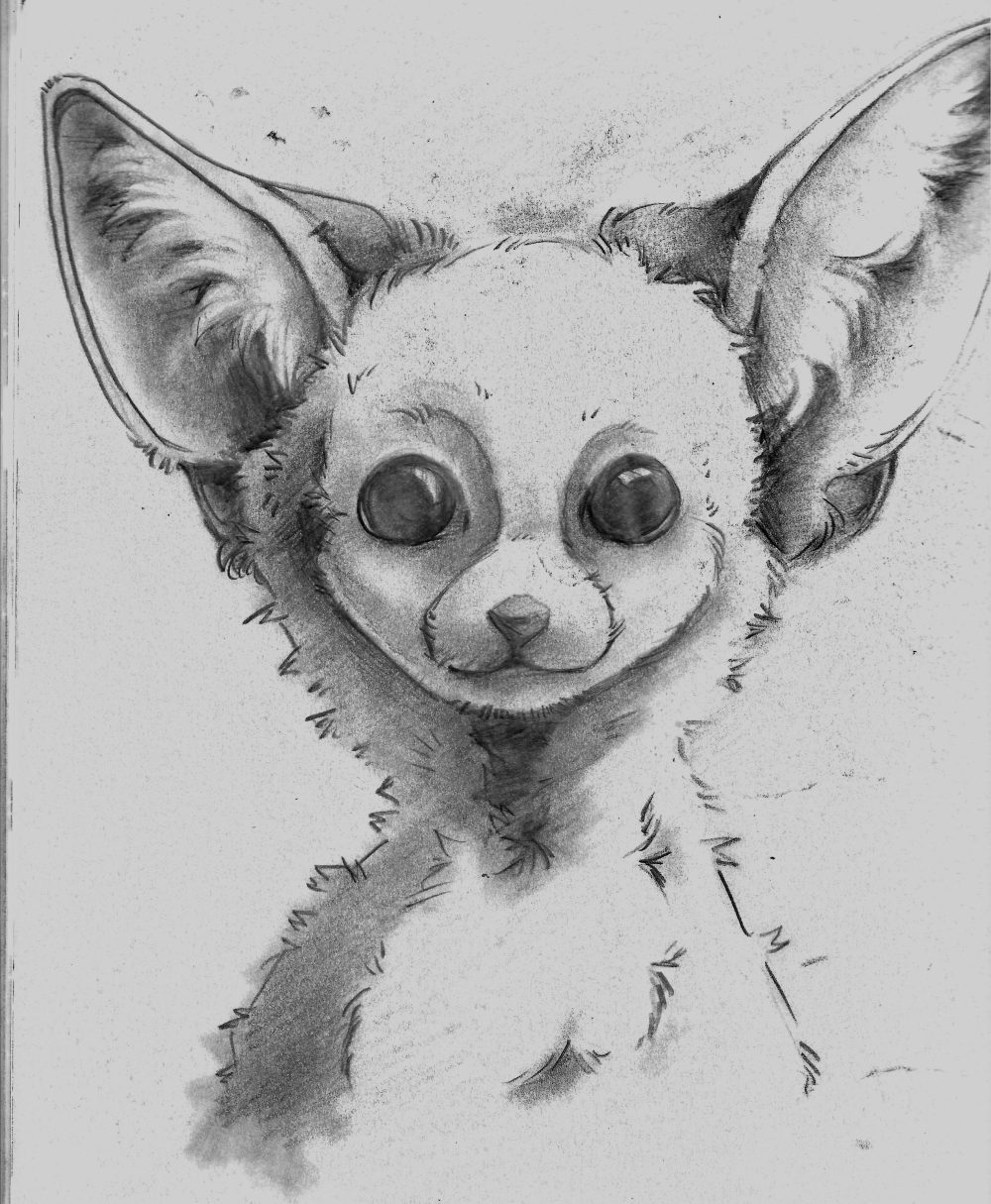 A simple pencil drawing of a fluffy fennec fox, shaded softly.