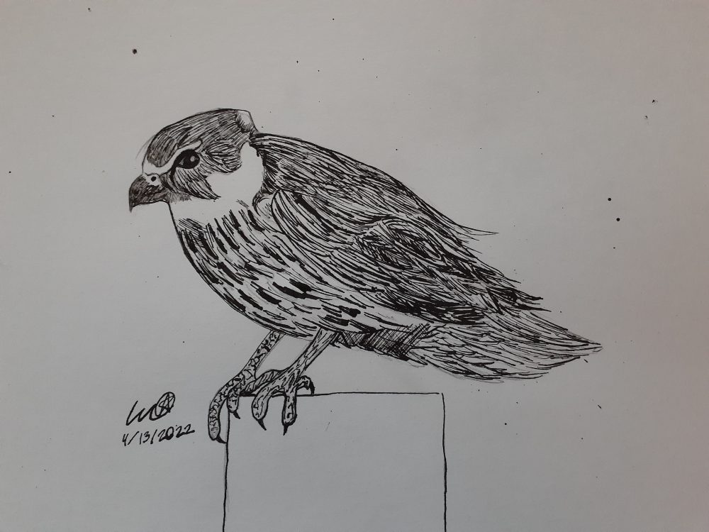A hawk sitting on a post.