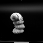 A black and white photo of three shells sitting on top of each-other.