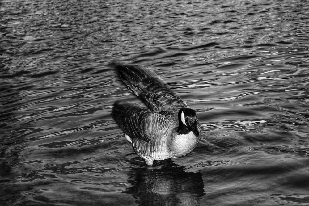 Black and white photograph of a lone duck with its flippers in the water while its left wing is beginning to spread.