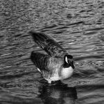 Black and white photograph of a lone duck with its flippers in the water while its left wing is beginning to spread.