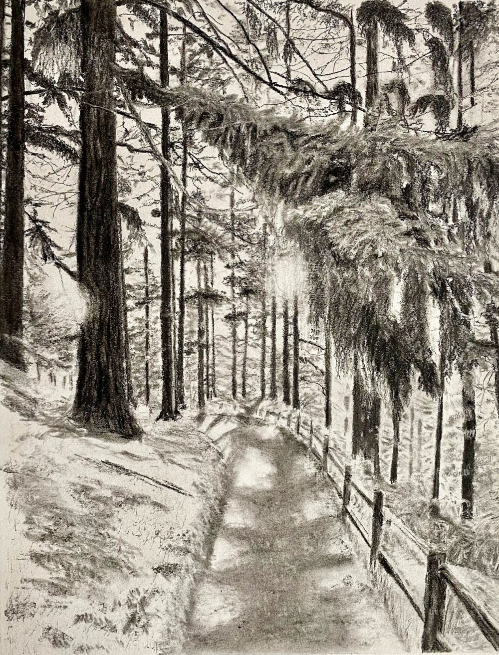 A black and white drawing of coniferous trees surrounding a fence lined trail, with one prominent tree extending its branch out to the viewer.