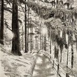 A black and white drawing of coniferous trees surrounding a fence lined trail, with one prominent tree extending its branch out to the viewer.