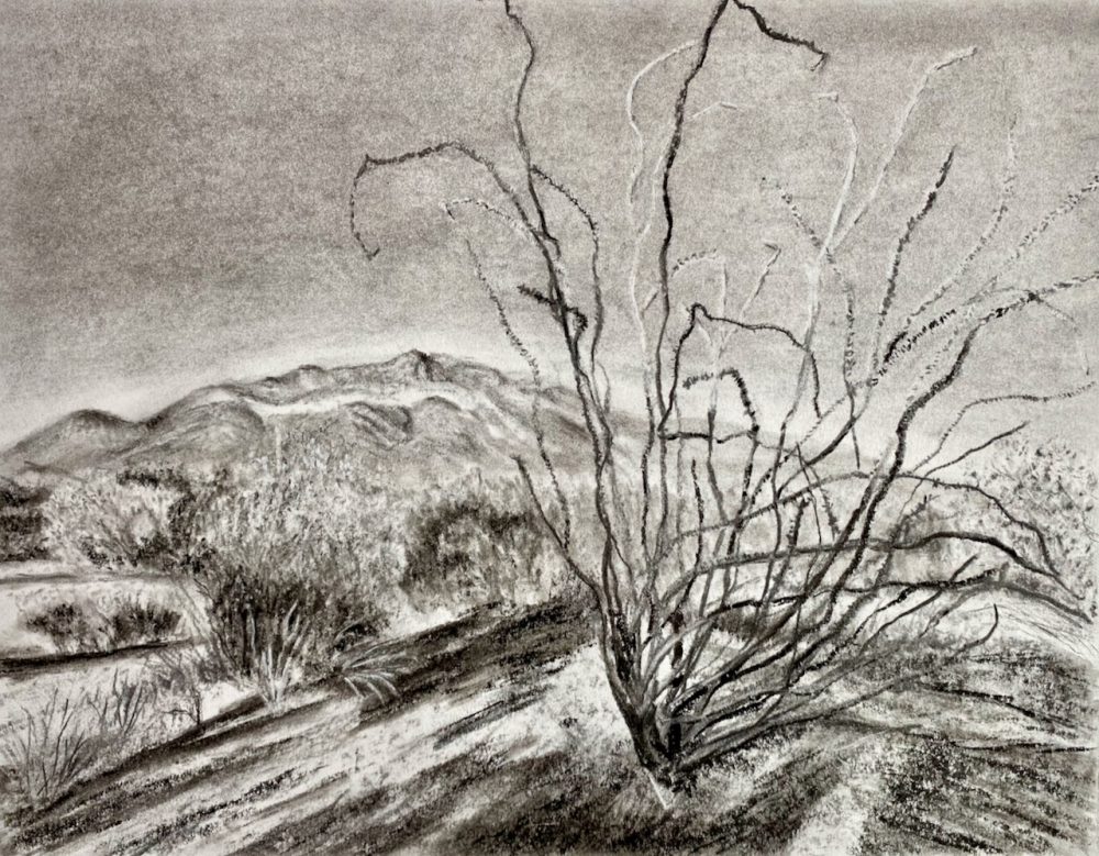 A black and white drawing of an Ocotillo desert plant in the foreground surrounded by other desert plants and mountains in the background.