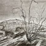 A black and white drawing of an Ocotillo desert plant in the foreground surrounded by other desert plants and mountains in the background.