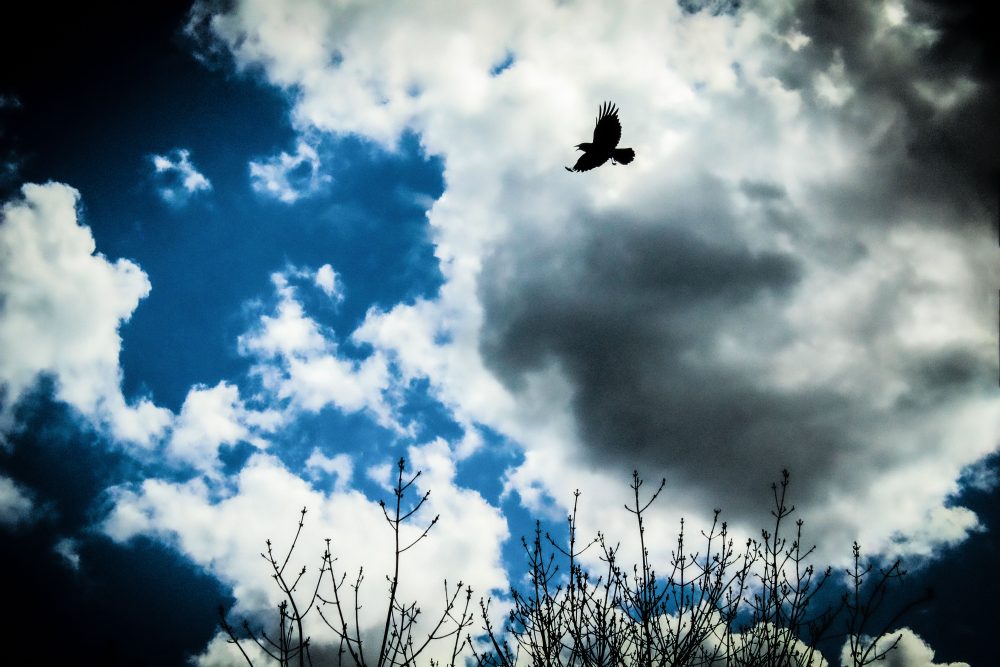 A photograph of a crow in flight amidst billowing clouds and a dreamy blue sky, announcing the dawn of the evening with rapturous delight.
