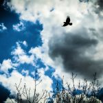 A photograph of a crow in flight amidst billowing clouds and a dreamy blue sky, announcing the dawn of the evening with rapturous delight.