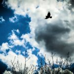 A photograph of a crow in flight amidst billowing clouds and a dreamy blue sky, announcing the dawn of the evening with rapturous delight.