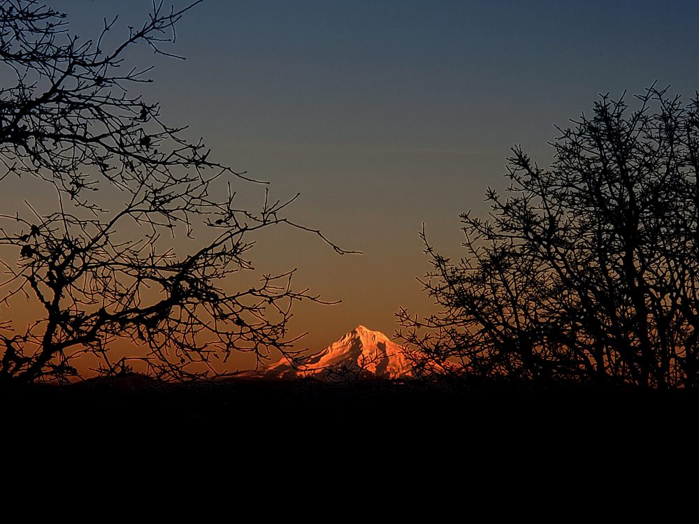 Photograph with Mt. Hood peeking between foliage.