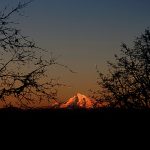 Photograph with Mt. Hood peeking between foliage.