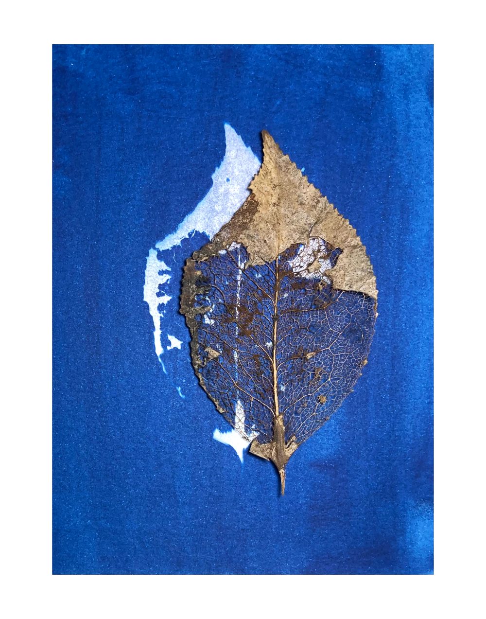 A brown leaf in the process of decomposing placed on a deep blue background with a white impression of the same leaf.