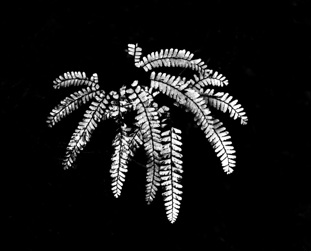 an almost all black image with a white fern floating out of the middle.