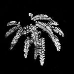 an almost all black image with a white fern floating out of the middle.