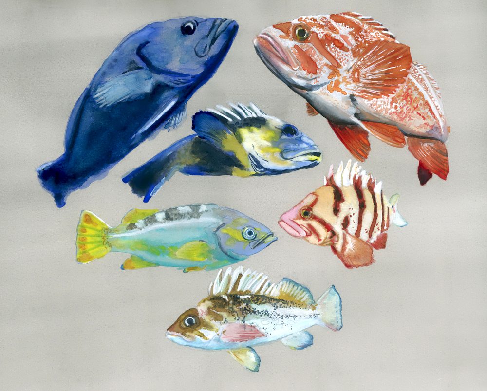 Colorful drawing featuring six fish.