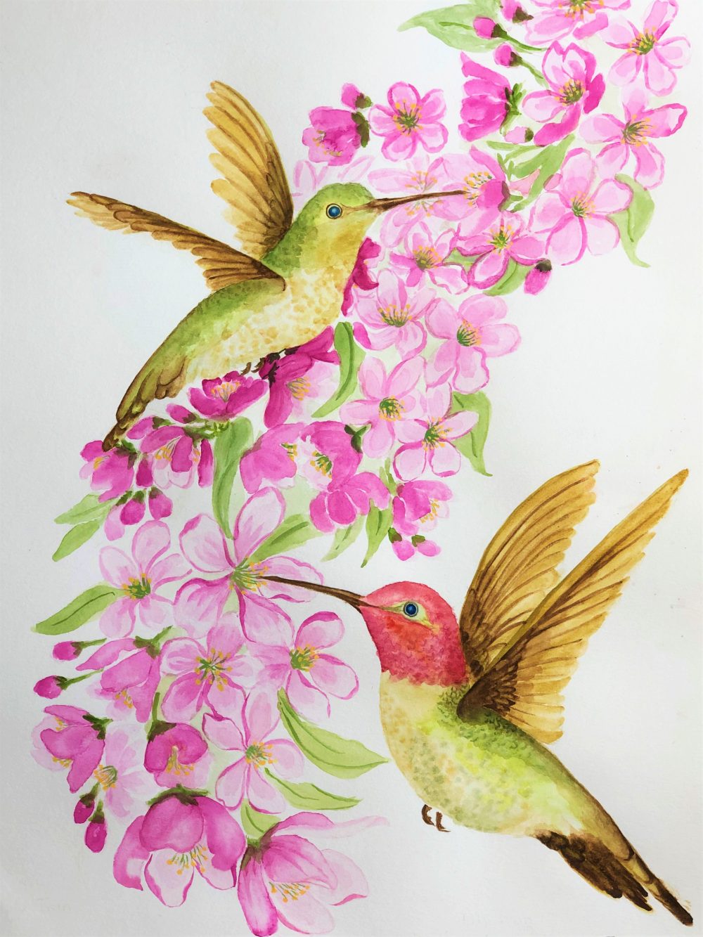 Two hummingbirds flying in front of a cluster of pink flowers.